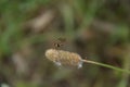 A hoverfly sits on a blade of grass in the summer