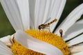 A hoverfly sits at a flower in the garden in summer closeup