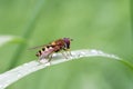 The Hoverfly sits on a wet blade of grass covered with dew drops. Green background, selective focus