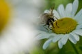 Hoverfly sitting on a chamomile flower macro photo Royalty Free Stock Photo