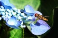 Hoverfly sitting on hydrangea