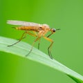 A hoverfly sitting on a leaf in the sun