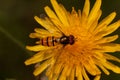 Hoverfly is sitting on yellow flower of coltsfoot. Shiny orange body with and brown stripes and two long wings.