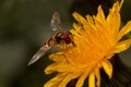 Hoverfly is sitting on yellow flower of coltsfoot. Shiny orange body with and brown stripes and two long wings.