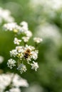 a hoverfly on white flowers Royalty Free Stock Photo