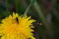 Hoverfly sphaerophoria interrupta Ready To Land, With Male Oedemera Nobilis Beetle