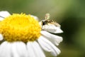 A Hoverfly, Sphaerophoria scripta, on a daisy