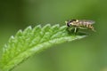 Hoverfly - Sphaerophoria