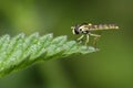 Hoverfly - Sphaerophoria Royalty Free Stock Photo