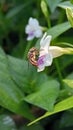 A hoverfly sucking nectar from blooming asystasia gengetica