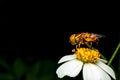 Hoverfly sucking nectar on flower