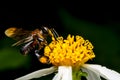 Hoverfly sucking nectar on flower