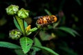 Hoverfly sucking nectar on flower