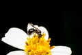 Hoverfly sucking nectar on flower