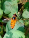 Orange striped hoverfly or asarkina salviae Royalty Free Stock Photo