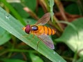 Orange striped hoverfly or asarkina salviae Royalty Free Stock Photo