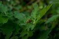 hoverfly in the sun on a leaf