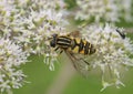 Hoverfly or Sunfly - Helophilus pendulus Royalty Free Stock Photo
