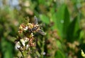 Hoverfly, syrphid, flower fly gathering nectar
