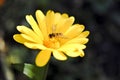 Hoverfly, or syrphid fly on Calendula flower