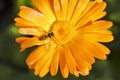 Hoverfly, or syrphid fly on Calendula flower
