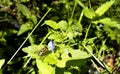 Hoverfly, or syrphid fly on forest flower in sunlight