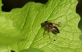 A Hoverfly, Syrphidae, perching on a leaf of a Garlic Mustard plant.