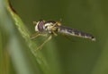 A hoverfly, Syrphidae, sitting on plant stem Royalty Free Stock Photo