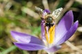 spring crocus (Crocus Vernus) spring herald Royalty Free Stock Photo