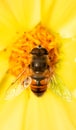 Hoverfly Syrphidae on a yellow flower. Selective focus, macro. Royalty Free Stock Photo