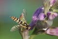 Hoverfly syrphus ribesii on the hosta fortunei Royalty Free Stock Photo