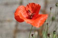 hoverfly visiting a bright red poppy with a bokeh background of grey pavement