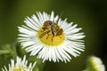 Hoverfly visiting a daisy flower in South Windsor, Connecticut.