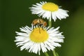 Hoverfly visiting a daisy flower in South Windsor, Connecticut.