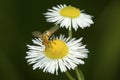 Hoverfly visiting a daisy flower in South Windsor, Connecticut.