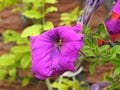 Hoverfly visiting purple flower