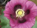 Hoverfly visiting purple poppy