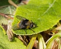 Hoverfly Volucella bombylans Royalty Free Stock Photo