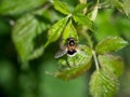 Hoverfly Volucella bombylans var. plumata on blackberyy bush. Bumblebee mimic.