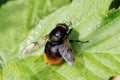 Hoverfly - Volucella bombylans, warming up in the sun. Royalty Free Stock Photo