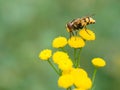 Hoverfly (Volucella inanis) Royalty Free Stock Photo