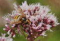 Hoverfly - Volucella inanis Royalty Free Stock Photo