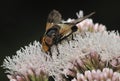Hoverfly - Volucella pellucens Royalty Free Stock Photo