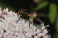 Hoverfly - Volucella pellucens Royalty Free Stock Photo