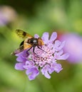Hoverfly Volucella pellucens Royalty Free Stock Photo