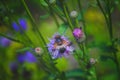 Hoverfly Volucella pellucens sucking nectar from a thistle Royalty Free Stock Photo