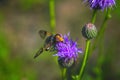 Hoverfly Volucella pellucens sucking nectar from a thistle Royalty Free Stock Photo