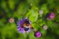 Hoverfly Volucella pellucens sucking nectar from a thistle. Royalty Free Stock Photo