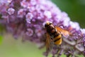 Hoverfly Volucella Zonaria Feeding On Pollen. Royalty Free Stock Photo