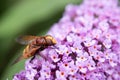 Hoverfly Volucella Zonaria Feeding On Pollen Royalty Free Stock Photo